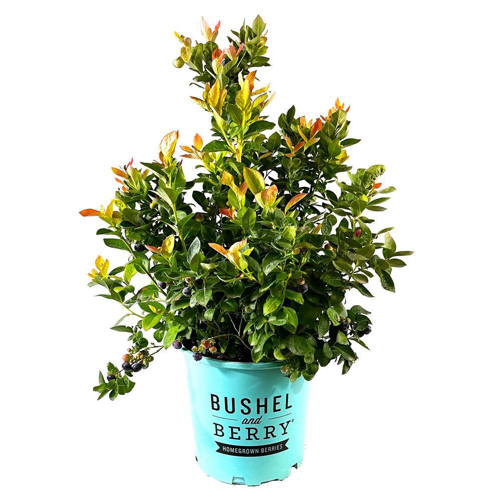 BUSHEL AND BERRY 2 Gal. Bushel and Berry Peach Sorbet Blueberry Live Plant with Tropical Flavored Berries O893802