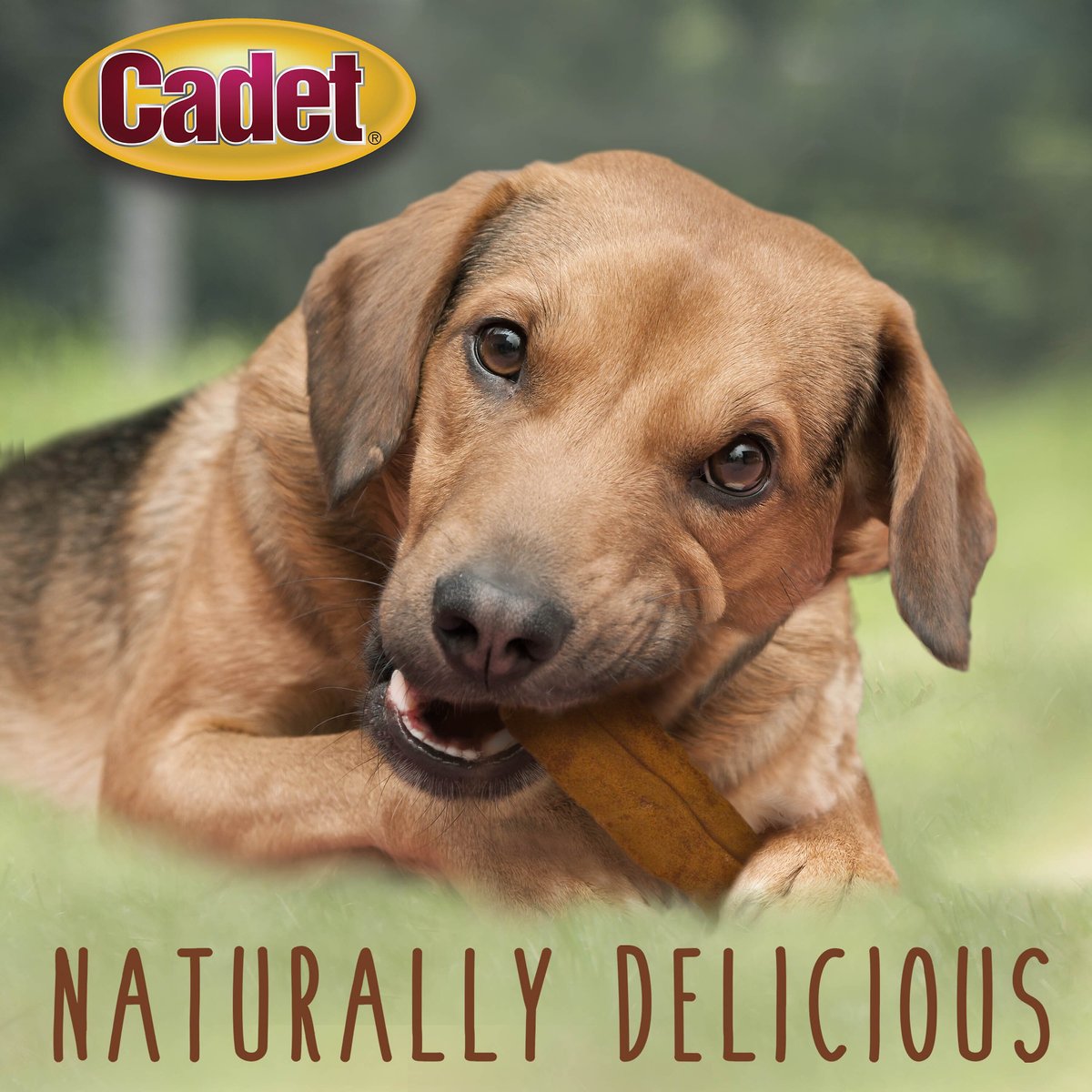 Cadet Premium Grade Beef Hide Chew Curls Dog Treats， Peanut Butter， 1-lb bag