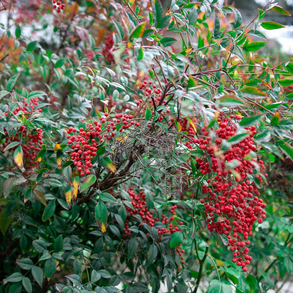 Perfect Plants 3 Gal. Nandina Gulfstream - Heavenly Bamboo Shrub (2-Pack) THD00419