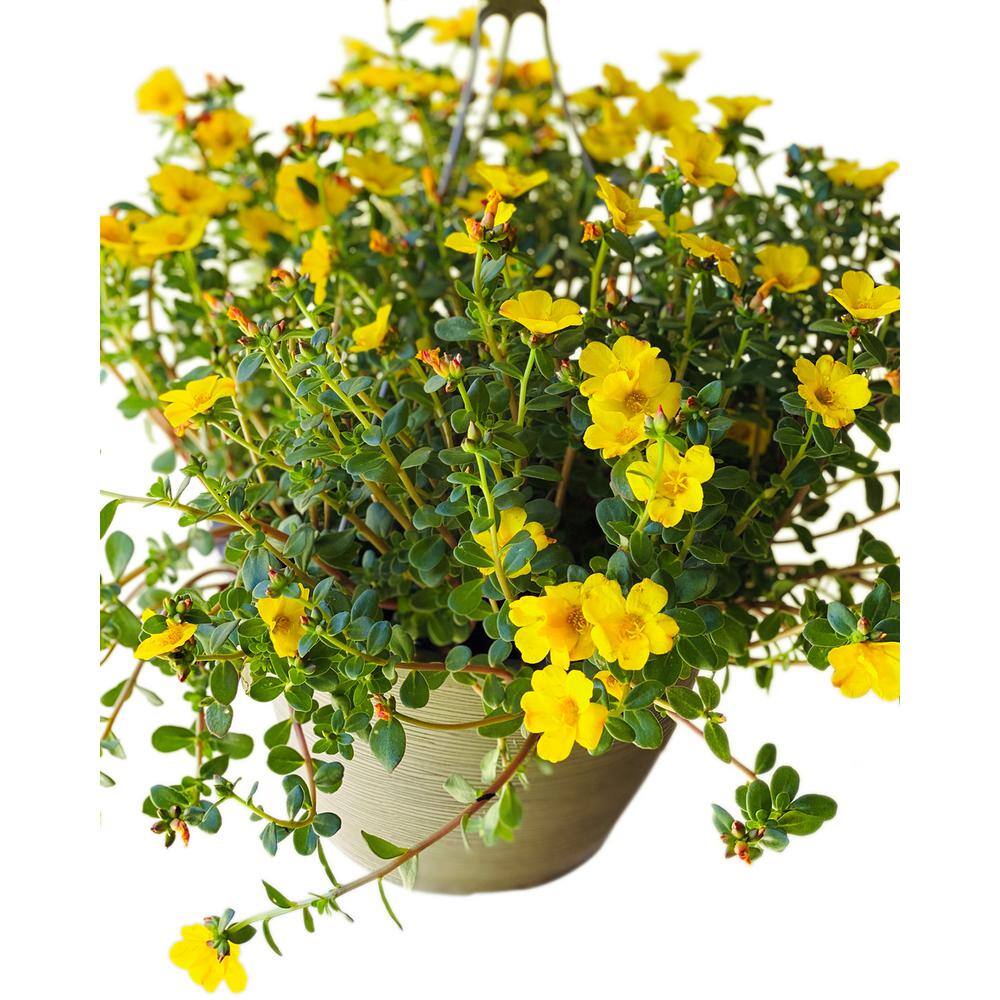 Vigoro 1.8 Gal. Purslane Plant Yellow Flowers in 11 In. Hanging Basket DC11HBPURSYEL