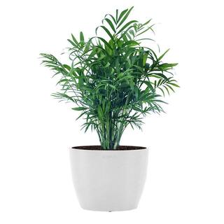 United Nursery Neanthebella Palm Chamaedorea Elegans Parlor Palm Live Plant in 6 inch Premium Sustainable Ecopots Pure White Pot NPALMSH6PW