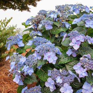 Endless Summer 2 Gal. Pop Star Hydrangea Shrub with Blue or Pink Lacecap Flowers 17206