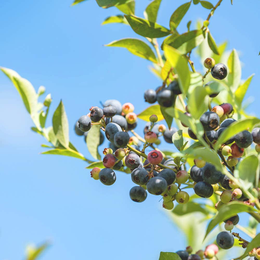 3 Gal. Premier Blueberry - Heavy Producer of Big Tasty Blueberries