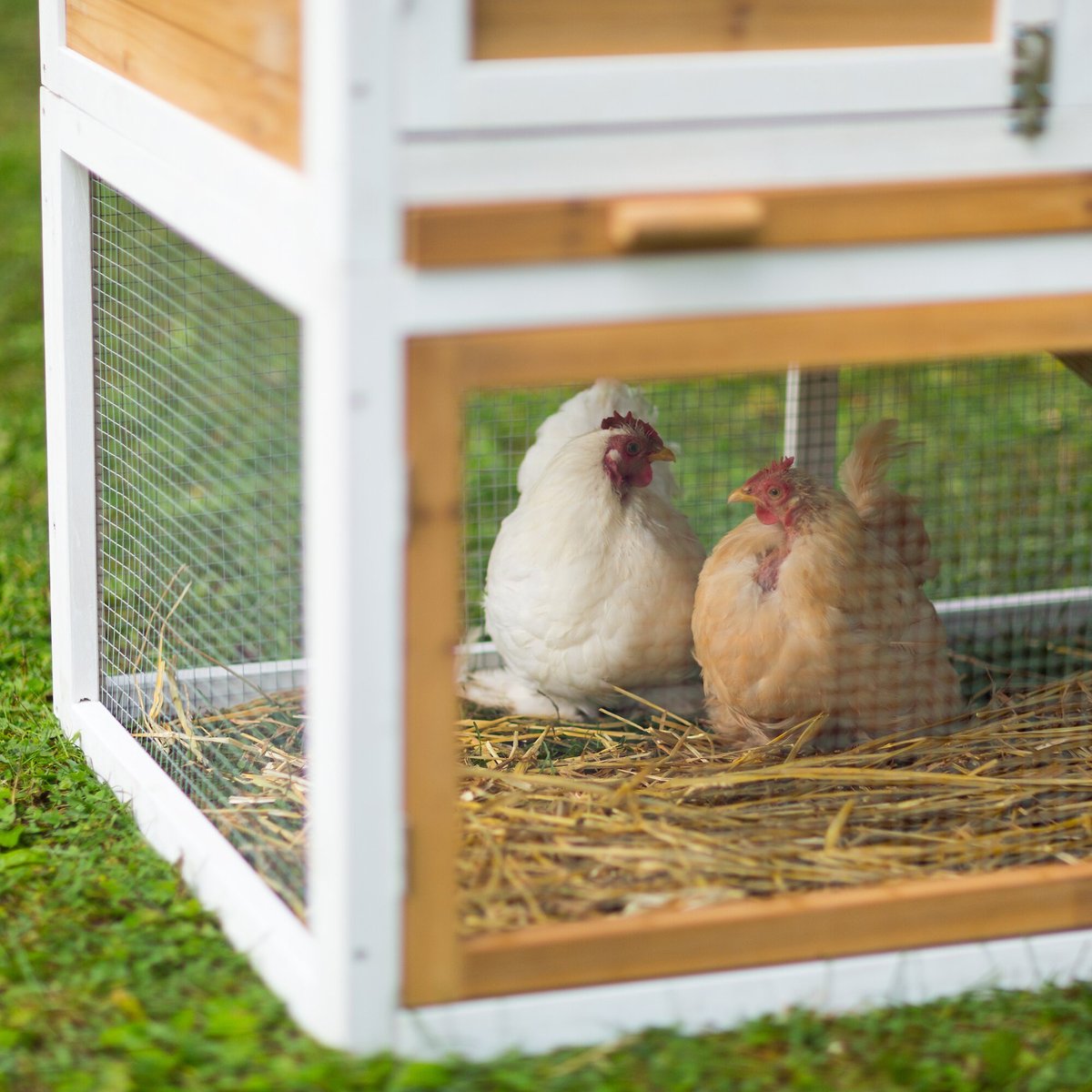 Prevue Pet Products Herb Planter Chicken Coop