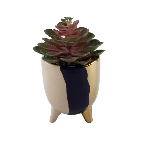 Succulent in 5 3TONE FOOTED CERAMIC，GREY