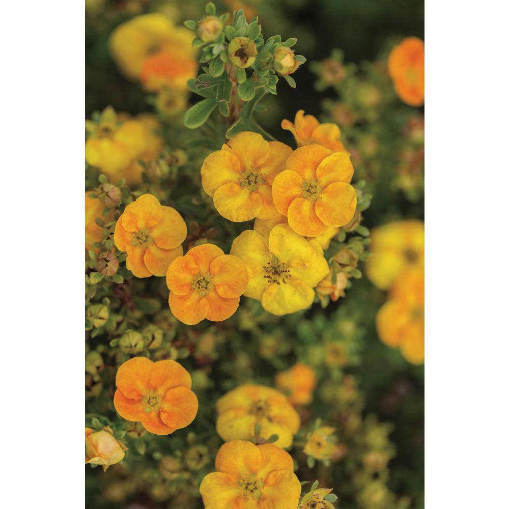 FIRST EDITIONS 2 Gal. Mandarin Tango Potentilla Live Shrub with Orange Flowers 61482F