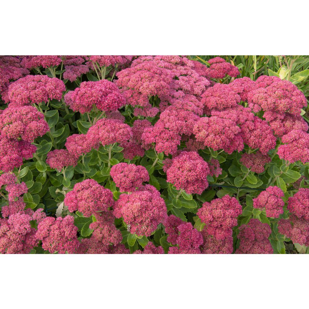 Online Orchards 1 Gal. Autumn Joy Stonecrop Shrub With Large Fall-Blooming Pink Flowers SBFL002