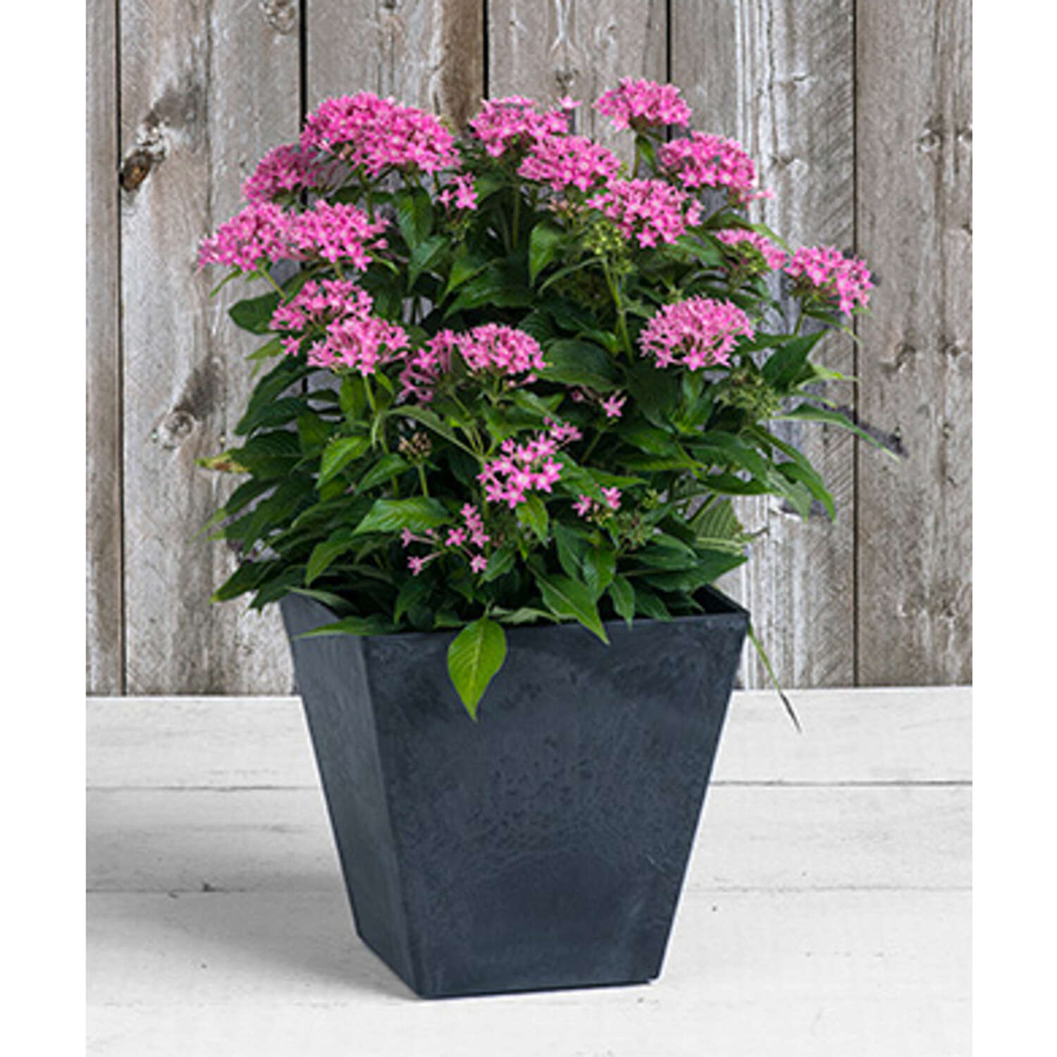 Novelty Artstone 10 in. H X 9.8 in. W X 9.8 in. D Resin Ella Planter Black