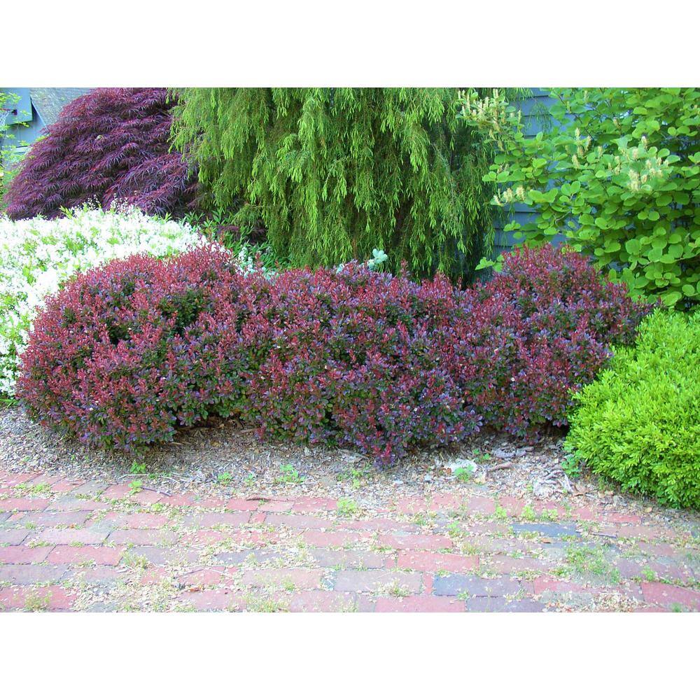 Online Orchards 1 Gal. Crimson Pygmy Dwarf Japanese Barberry Shrub Rich Purple Foliage Compact Growth Beautiful Red Berries SBBB001