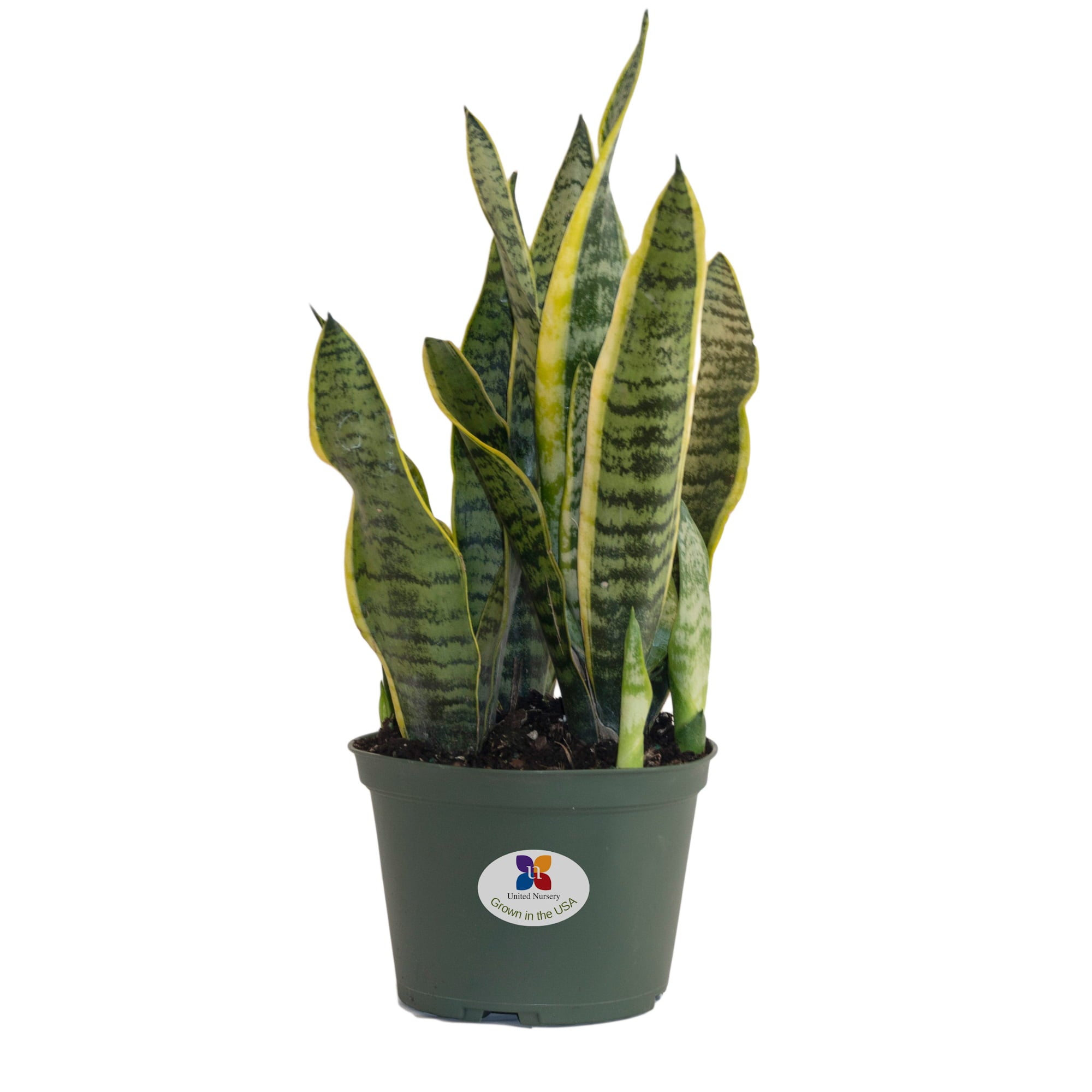 United Nursery Live Sansevieria Laurentii Plant 14-19 Inches Tall in 6 Inch Grower Pot